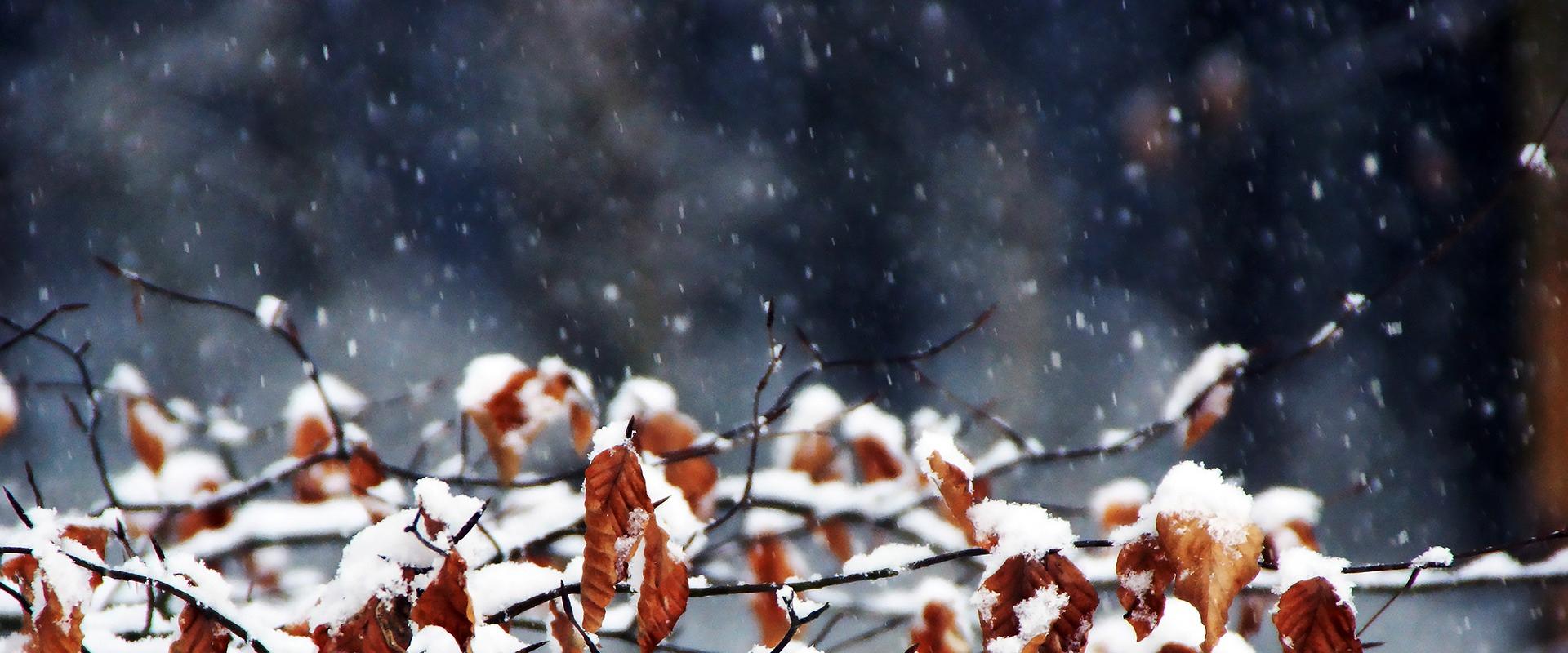 Chrońmy radomskie drzewa