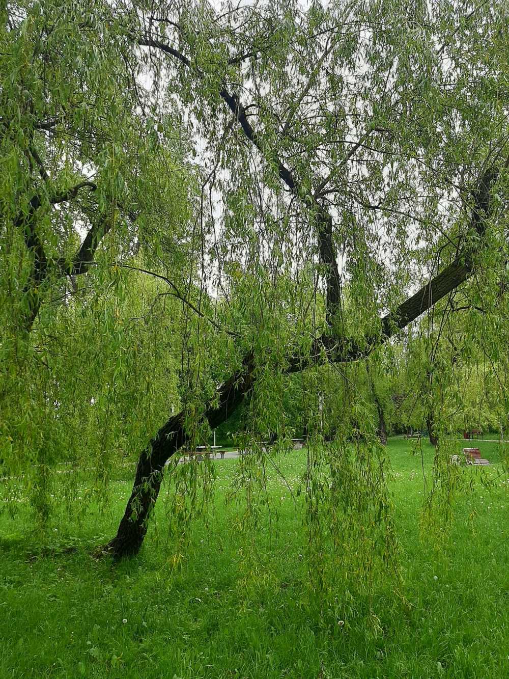 Wierzba żałobna 'Chrysocoma'