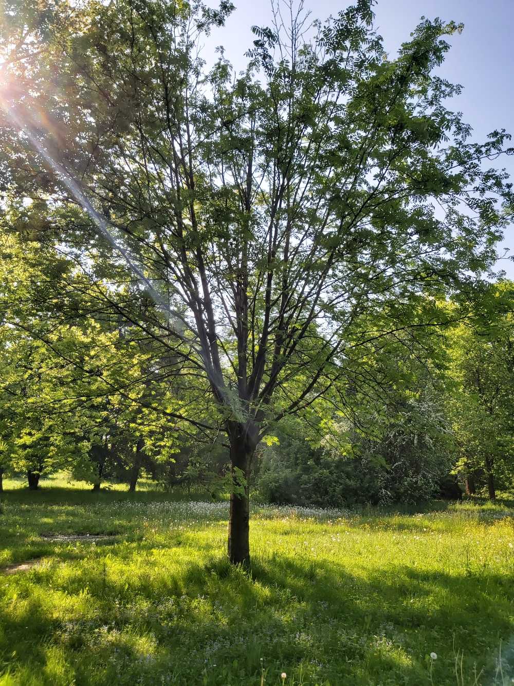 Robinia akacjowa