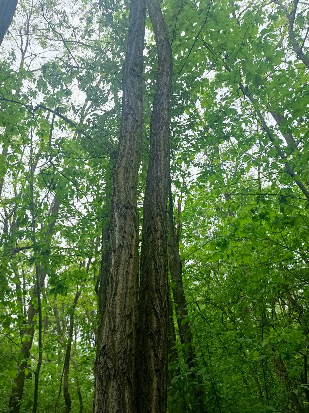 Robinia akacjowa