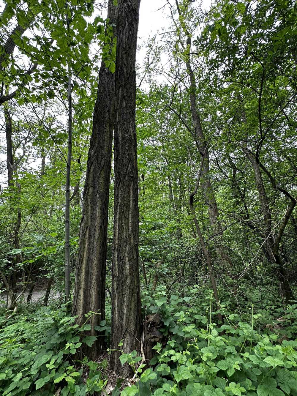 Robinia akacjowa