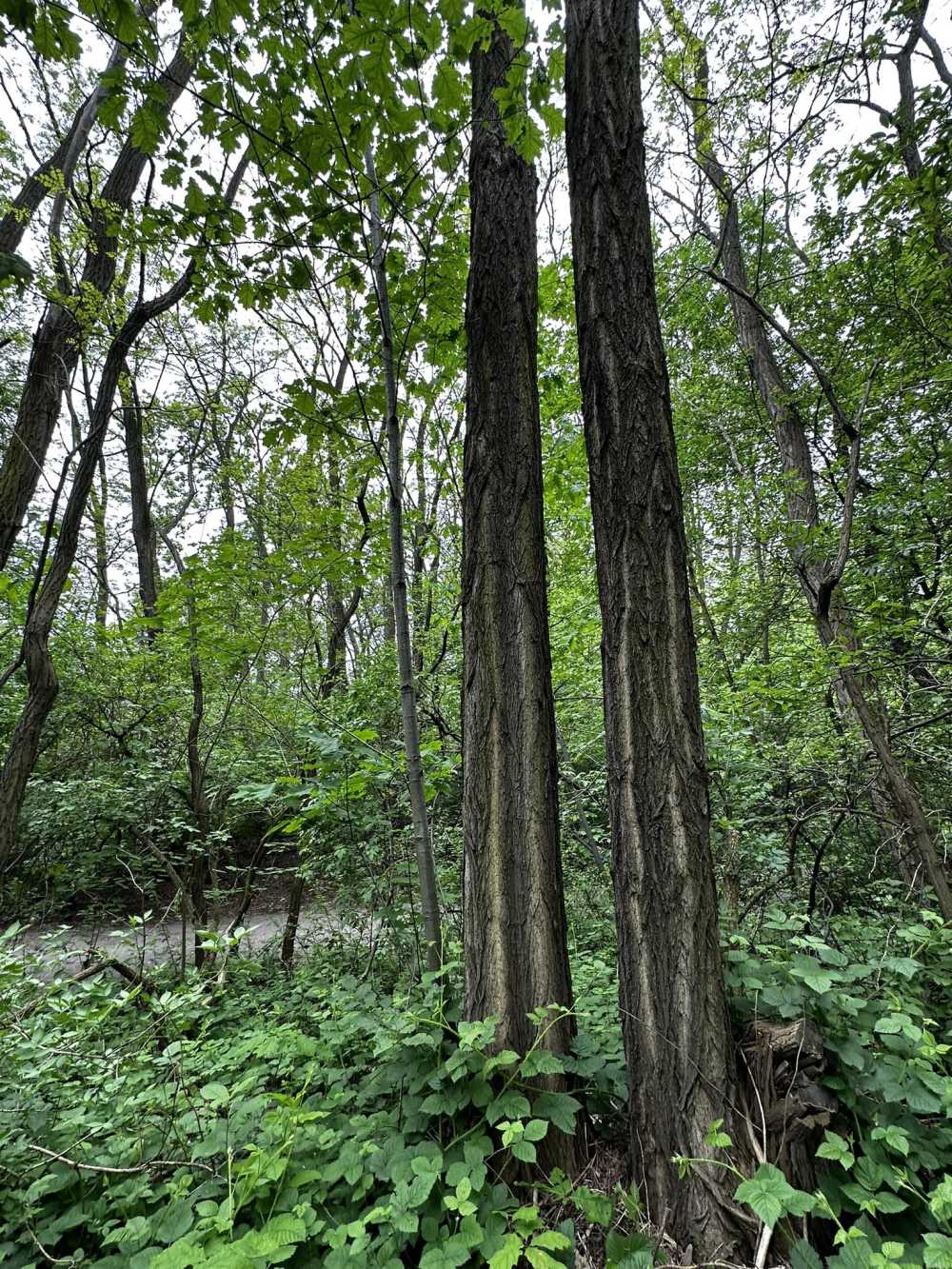 Robinia akacjowa