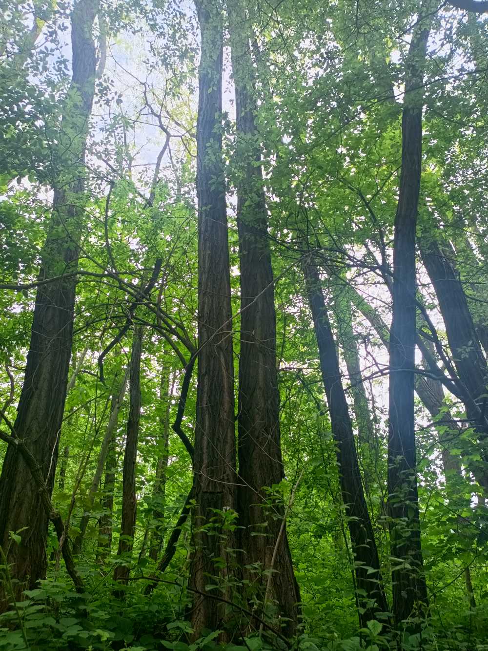 Robinia akacjowa