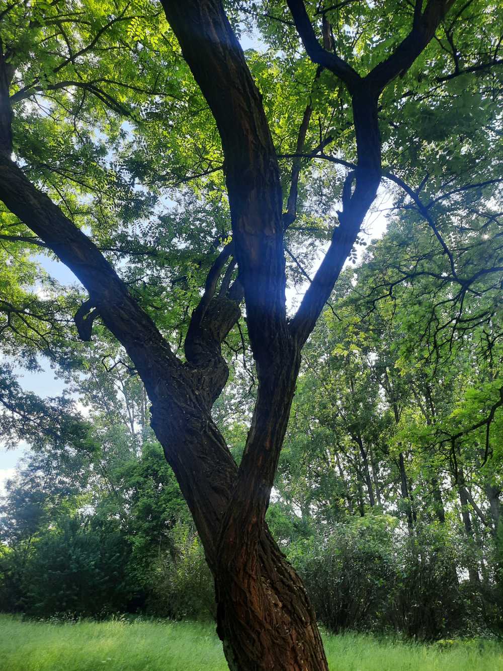 Robinia akacjowa