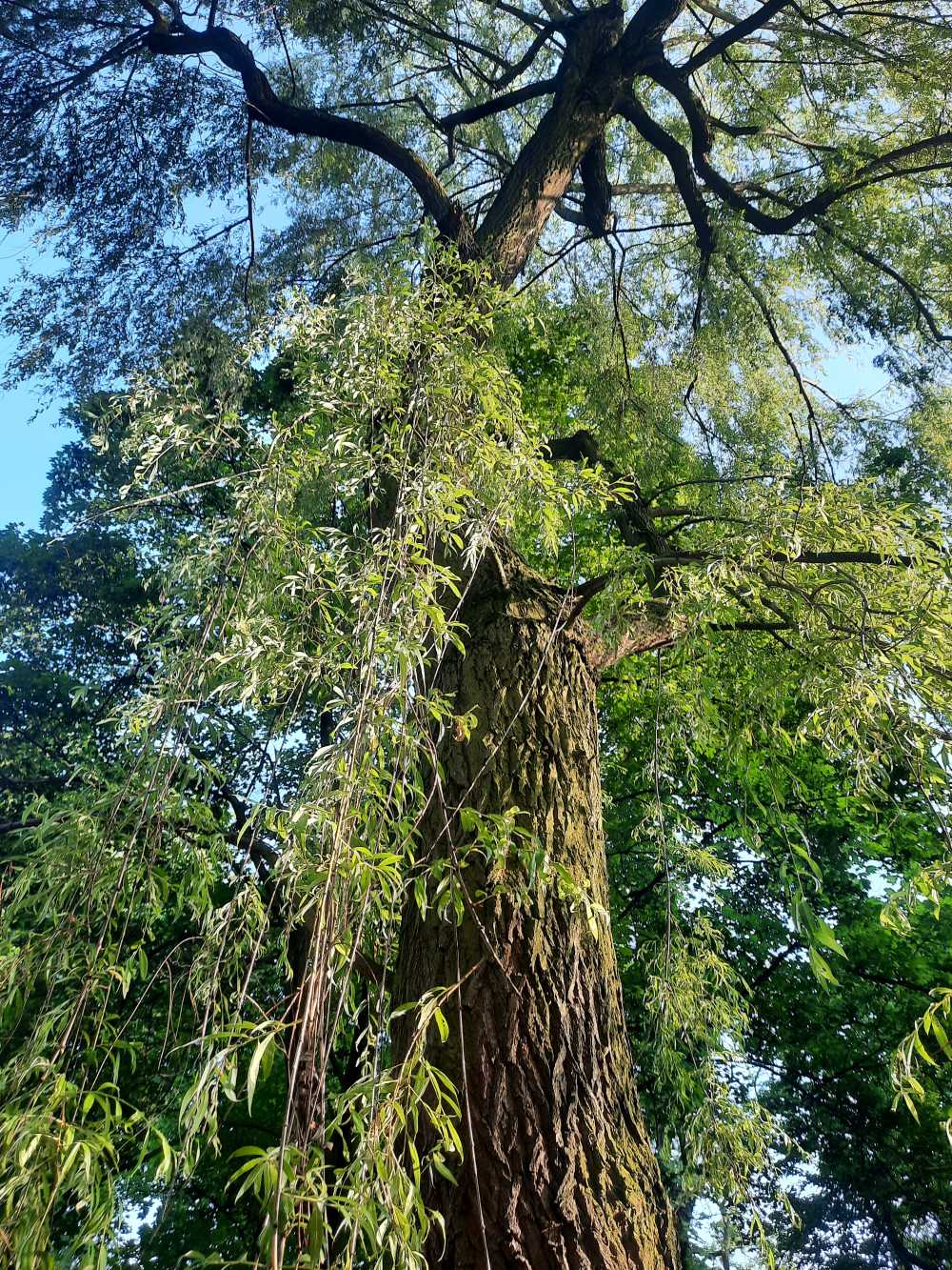 Wierzba żałobna 'Chrysocoma'