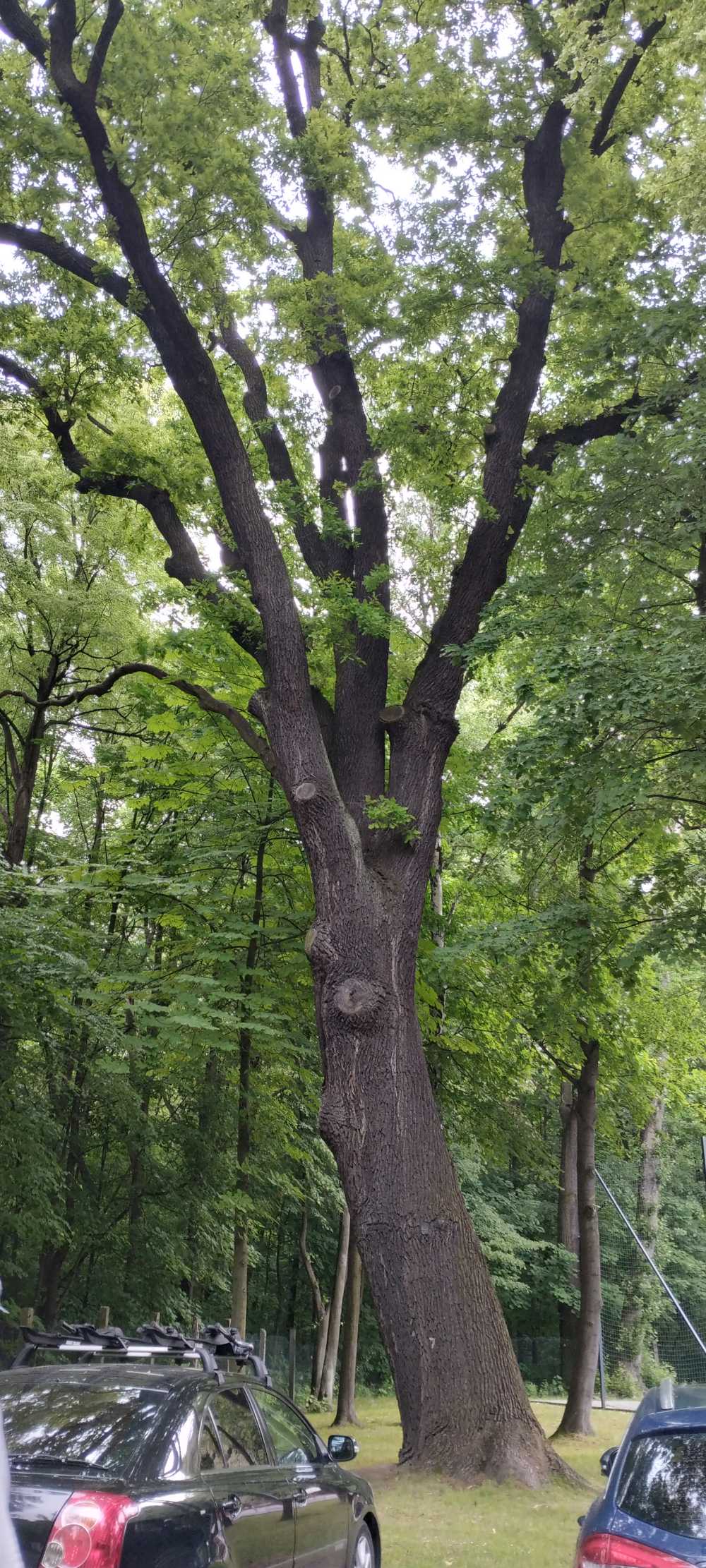 Dąb szypułkowy