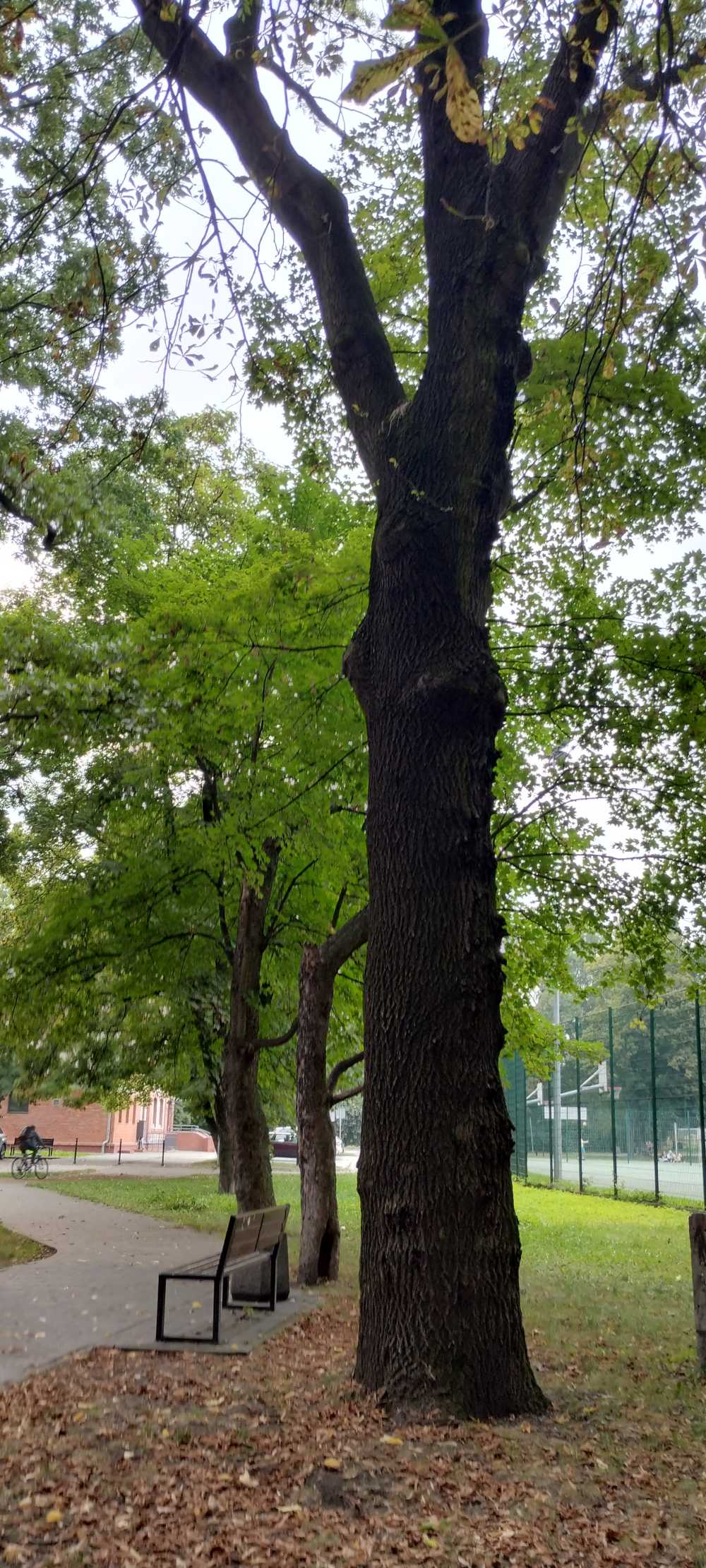 Jesion wyniosły