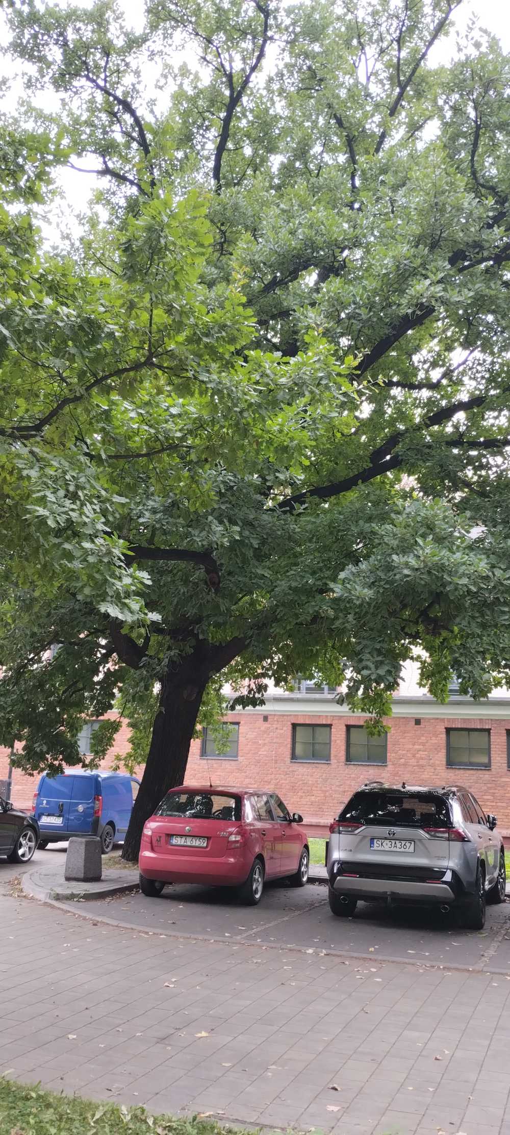 Dąb szypułkowy