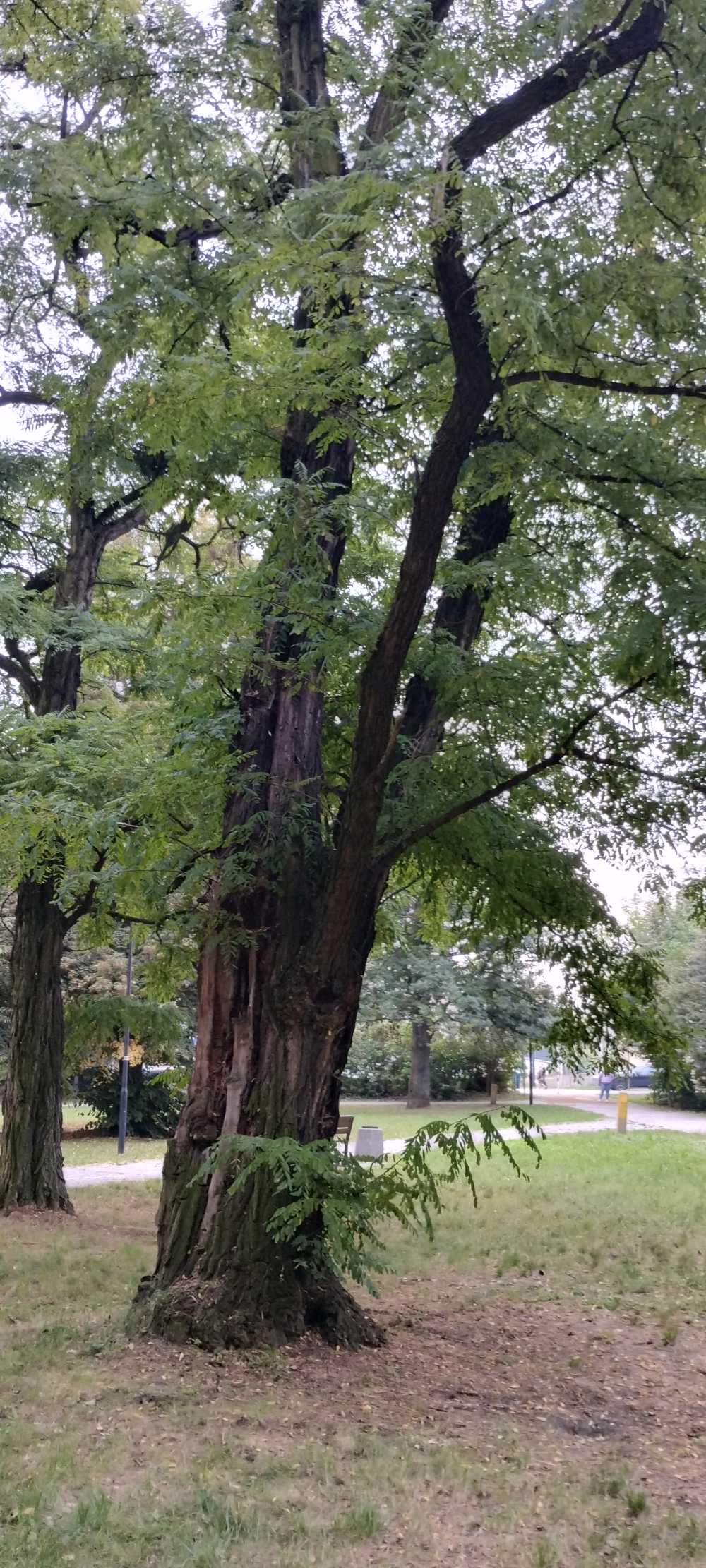 Robinia akacjowa