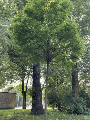 Robinia MARCINA KASPRZAKA