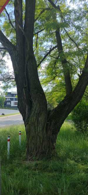 Robinia akacjowa WITOLDA BUDRYKA