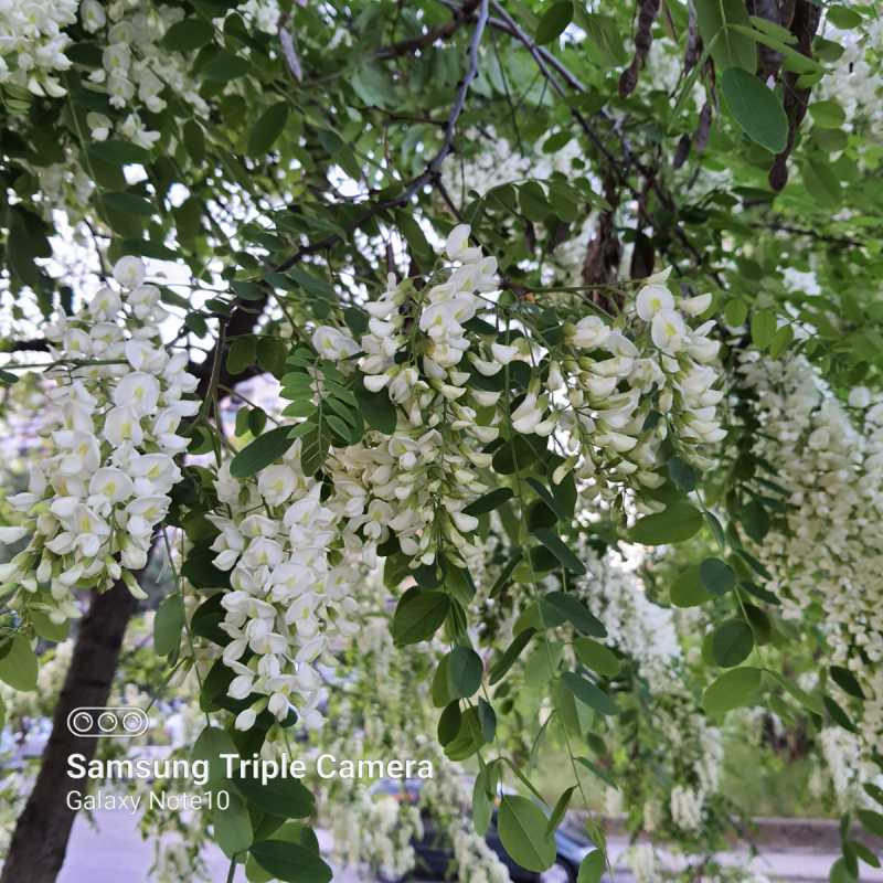 Liście Robinia akacjowa