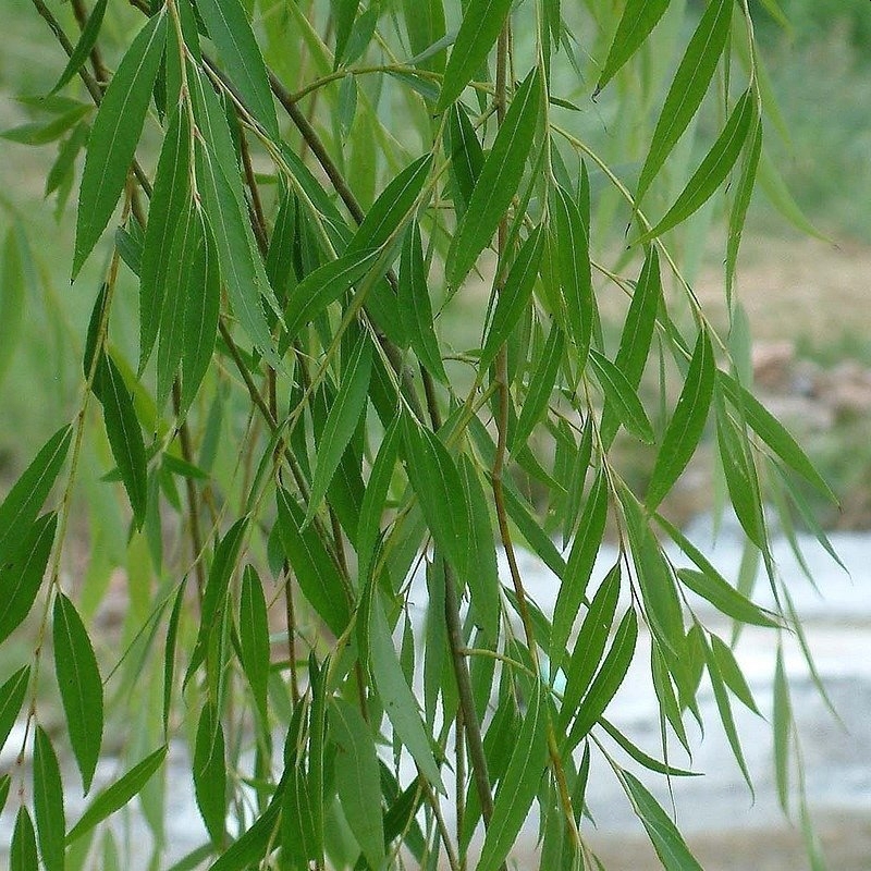 Liście Wierzba żałobna 'Chrysocoma'