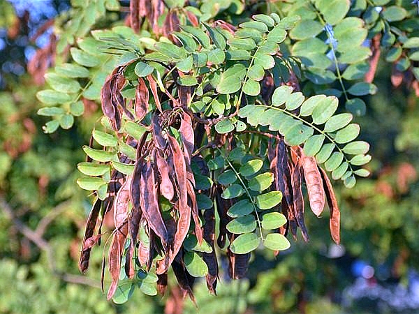 Liść Robinia akacjowa